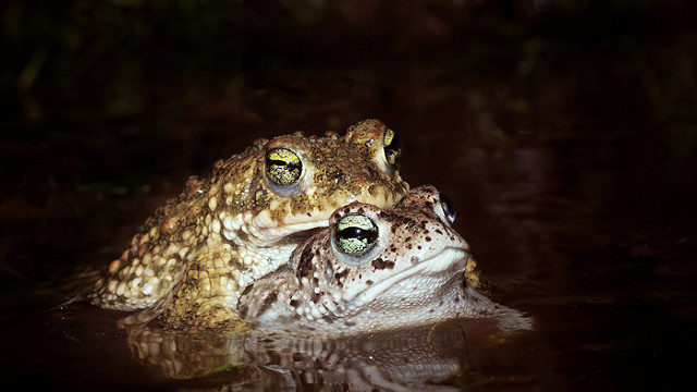 Natterjack toads mating © Armando Caldas