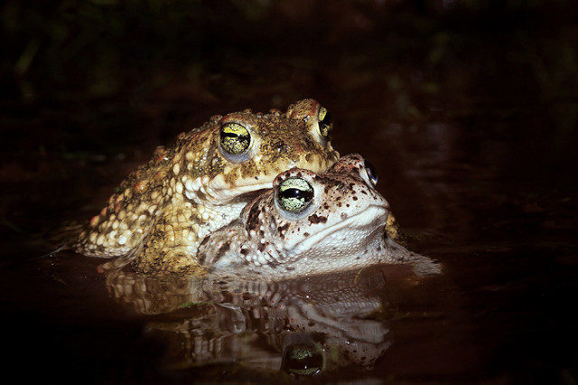 Natterjack toads mating © Armando Caldas