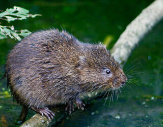 Water vole © Fred Dawson / Flickr