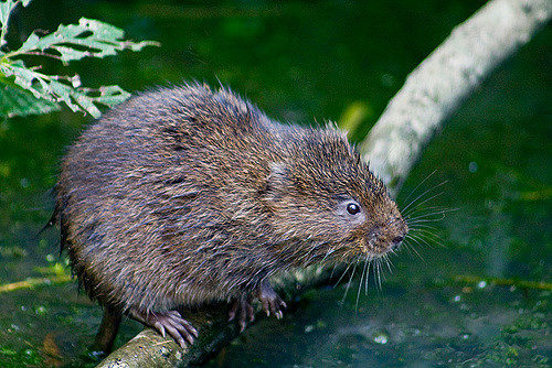 Water vole © Fred Dawson / Flickr