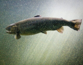 Atlantic salmon © Matt Hintsa / Flickr