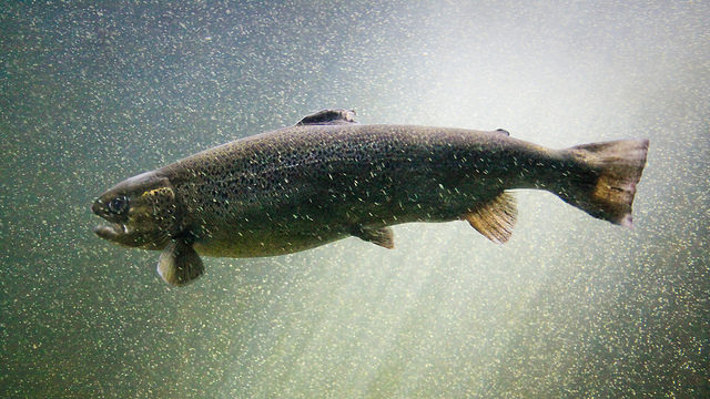 Atlantic salmon © Matt Hintsa / Flickr