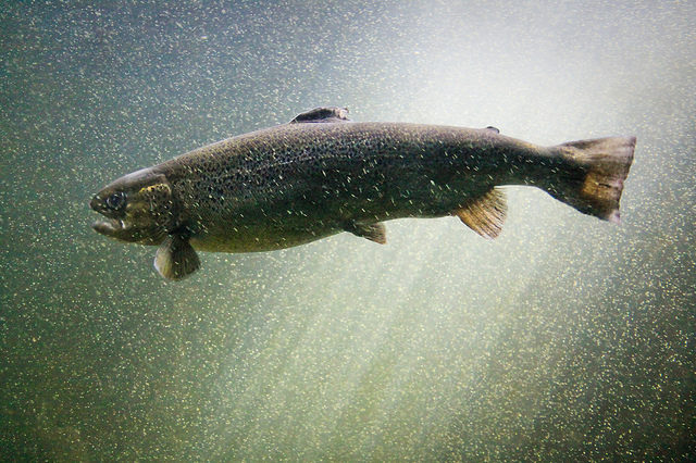 Atlantic salmon © Matt Hintsa / Flickr