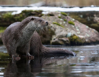Otter on a frozen lake © Cloudtail the Snow Leopard / flickr