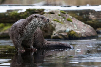 Otter on a frozen lake © Cloudtail the Snow Leopard / flickr