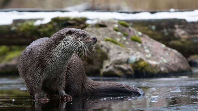 Otter on a frozen lake © Cloudtail the Snow Leopard / flickr